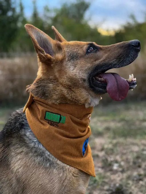 3 motive să alegi Bandana reglabilă K9Romania pentru câinele tău