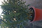 Plante ornamentale (chiparos, oleander, tuya)