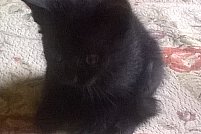 Ajutor! Pierdut pisicuta neagra