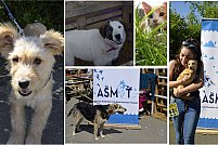 Targ de adoptii canine la Timisoara